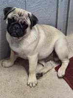 Buster, a male Pug for sale in Wellington, KS – 1 of 2