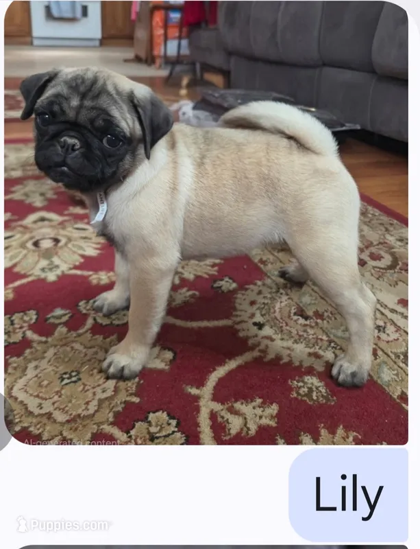 Lily – Pug puppy for sale in Wellington, KS