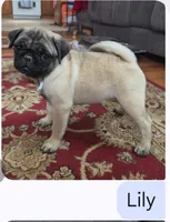 Lily, a female Pug for sale in Wellington, KS – 1 of 1
