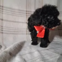 Daisy , a female Poodle - Miniature  for sale in Grabill, IN – Photo 4 of 5