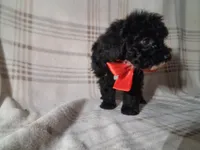 Daisy , a female Poodle - Miniature  for sale in Grabill, IN – Photo 4 of 5