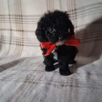 Daisy , a female Poodle - Miniature  for sale in Grabill, IN – Photo 2 of 5