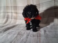 Daisy , a female Poodle - Miniature  for sale in Grabill, IN – Photo 2 of 5