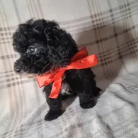 Daisy , a female Poodle - Miniature  for sale in Grabill, IN – Photo 3 of 5