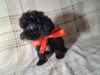 Daisy , a female Poodle - Miniature  for sale in Grabill, IN – Photo 3 of 5