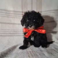 Daisy , a female Poodle - Miniature  for sale in Grabill, IN – Photo 1 of 5