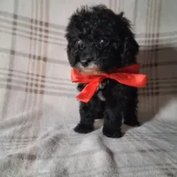 Daisy , a female Poodle - Miniature  for sale in Grabill, IN – Photo 5 of 5
