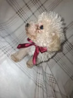 Duke, a male Poodle - Miniature  for sale in Grabill, IN – Photo 3 of 5