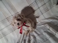 Duke, a male Poodle - Miniature  for sale in Grabill, IN – Photo 4 of 5