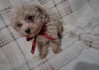 Duke, a male Poodle - Miniature  for sale in Grabill, IN – Photo 1 of 5