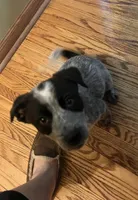 Female, a female Australian Cattle Dog for sale in Buffalo, NY – Photo 2 of 3