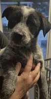 Female, a female Australian Cattle Dog for sale in Buffalo, NY – Photo 3 of 3