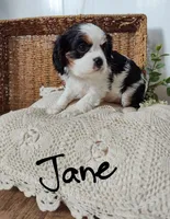 Jane, a female Cavalier King Charles Spaniel for sale in Willow Street, PA – Photo 3 of 10