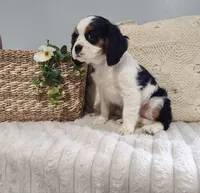Jane, a female Cavalier King Charles Spaniel for sale in Willow Street, PA – Photo 9 of 10