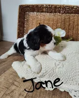 Jane, a female Cavalier King Charles Spaniel for sale in Willow Street, PA – Photo 2 of 10