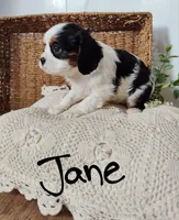 Jane, a female Cavalier King Charles Spaniel for sale in Willow Street, PA – Photo 4 of 10