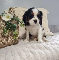 Jane, a female Cavalier King Charles Spaniel for sale in Willow Street, PA – Photo 10 of 10