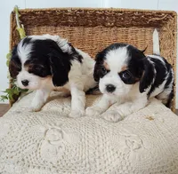 Jane, a female Cavalier King Charles Spaniel for sale in Willow Street, PA – Photo 8 of 10