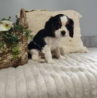Jane, a female Cavalier King Charles Spaniel for sale in Willow Street, PA – Photo 7 of 10