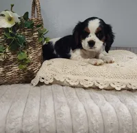 Jane, a female Cavalier King Charles Spaniel for sale in Willow Street, PA – Photo 1 of 10