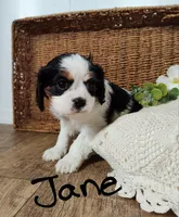 Jane, a female Cavalier King Charles Spaniel for sale in Willow Street, PA – Photo 6 of 10
