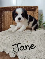 Jane, a female Cavalier King Charles Spaniel for sale in Willow Street, PA – Photo 5 of 10