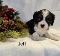 Jeff, a male Cavalier King Charles Spaniel for sale in Willow Street, PA – Photo 3 of 4