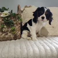 Jimmy, a male Cavalier King Charles Spaniel for sale in Willow Street, PA – Photo 2 of 3