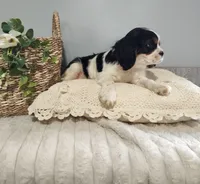 Jimmy, a male Cavalier King Charles Spaniel for sale in Willow Street, PA – Photo 3 of 3