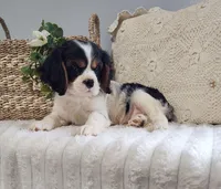 Jimmy, a male Cavalier King Charles Spaniel for sale in Willow Street, PA – Photo 1 of 3