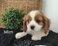 Mim, a female Cavalier King Charles Spaniel for sale in Willow Street, PA – Photo 2 of 7