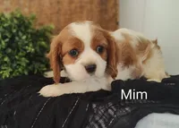 Mim, a female Cavalier King Charles Spaniel for sale in Willow Street, PA – Photo 6 of 7