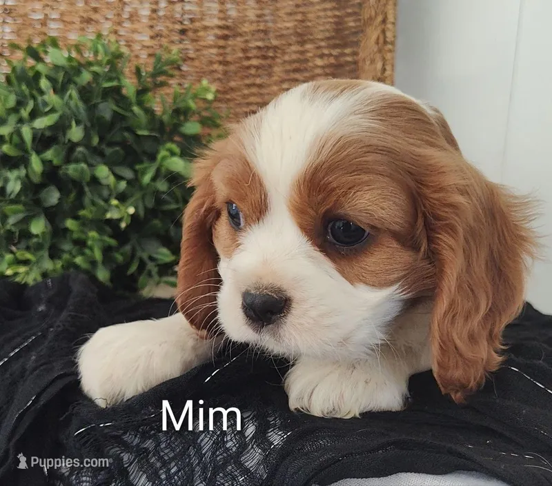 Mim – Cavalier King Charles Spaniel puppy for sale in Willow Street, PA