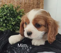 Mim, a female Cavalier King Charles Spaniel for sale in Willow Street, PA – Photo 1 of 7