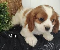 Mim, a female Cavalier King Charles Spaniel for sale in Willow Street, PA – Photo 5 of 7