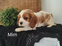 Mim, a female Cavalier King Charles Spaniel for sale in Willow Street, PA – Photo 3 of 7