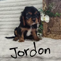 Jordan, a male Cavalier King Charles Spaniel for sale in Willow Street, PA – Photo 2 of 6