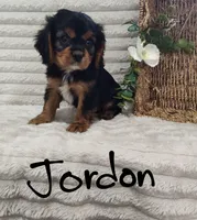 Jordan, a male Cavalier King Charles Spaniel for sale in Willow Street, PA – Photo 1 of 6