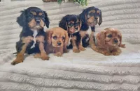 Jordan, a male Cavalier King Charles Spaniel for sale in Willow Street, PA – Photo 5 of 6