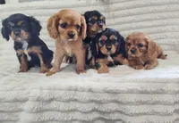 Jordan, a male Cavalier King Charles Spaniel for sale in Willow Street, PA – Photo 6 of 6