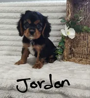 Jordan, a male Cavalier King Charles Spaniel for sale in Willow Street, PA – Photo 4 of 6