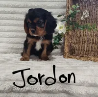 Jordan, a male Cavalier King Charles Spaniel for sale in Willow Street, PA – Photo 3 of 6