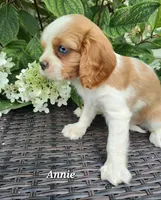 April, a female Cavalier King Charles Spaniel for sale in Willow Street, PA – Photo 1 of 3