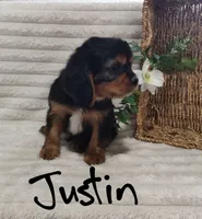 Justin, a male Cavalier King Charles Spaniel for sale in Willow Street, PA – Photo 2 of 6