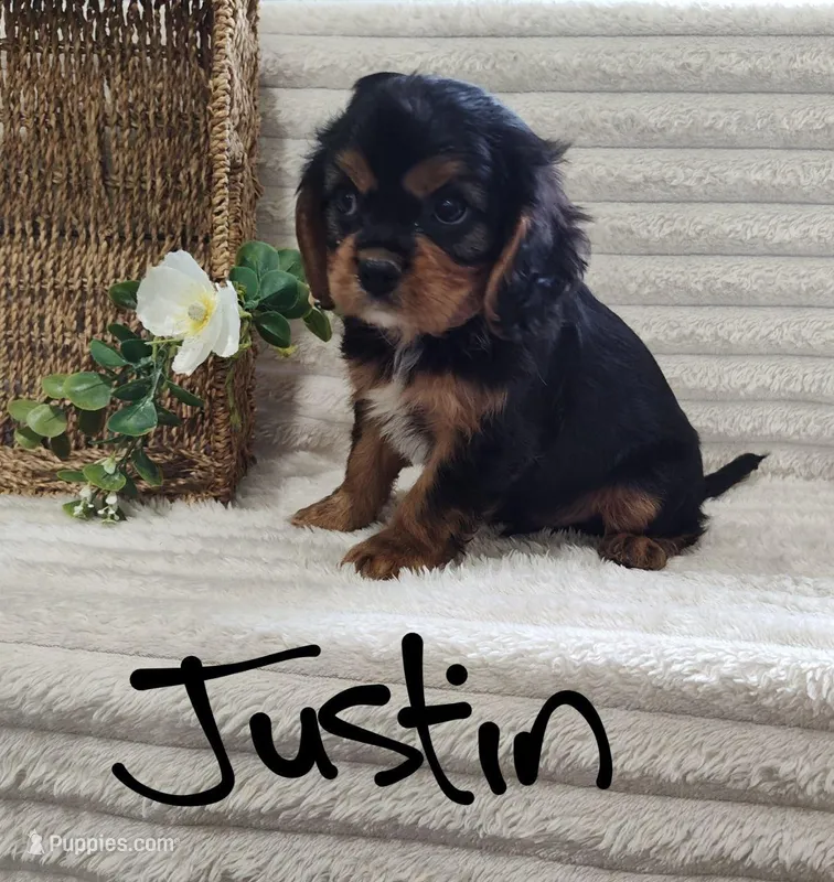 Justin, a male Cavalier King Charles Spaniel for sale in Willow Street, PA – Photo 1 of 6