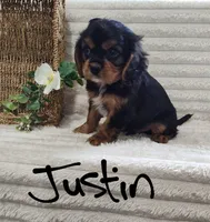 Justin, a male Cavalier King Charles Spaniel for sale in Willow Street, PA – Photo 1 of 6