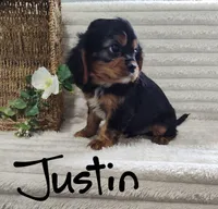 Justin, a male Cavalier King Charles Spaniel for sale in Willow Street, PA – Photo 4 of 6