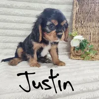 Justin, a male Cavalier King Charles Spaniel for sale in Willow Street, PA – Photo 3 of 6
