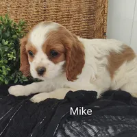 Mike, a male Cavalier King Charles Spaniel for sale in Willow Street, PA – Photo 4 of 6