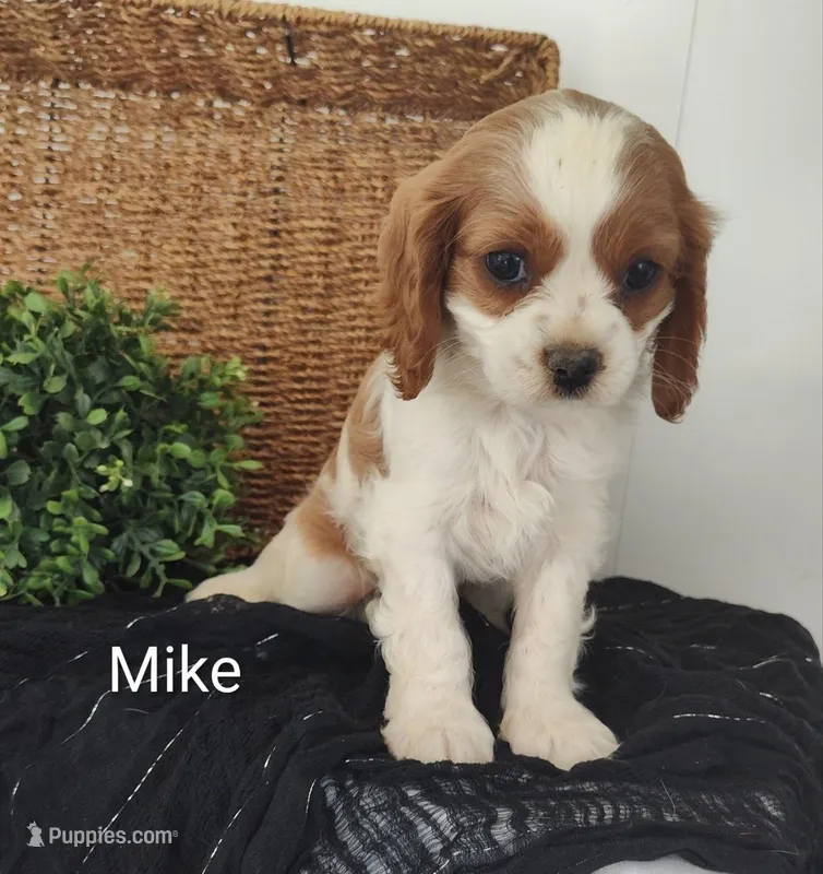 Mike – Cavalier King Charles Spaniel puppy for sale in Willow Street, PA